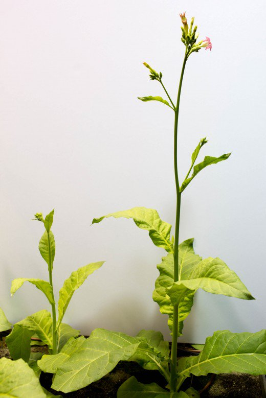 علماء الهندسة الوراثية يبتكرون نباتات أكبر بنسبة 40%
