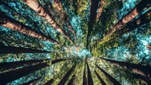 دراسة جديدة: زراعة الأشجار أكثر أهمية بكثير لمواجهة التغير المناخي مما كنا نعتقد