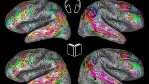 خريطة ثلاثية الأبعاد للدماغ توضّح كيف يمكن تخمين ما يقرأه صاحبه