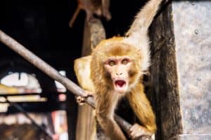 علماء يقومون بإنتاج كائنات هجينة بين القرد والإنسان في الصين