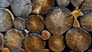 دراسة جديدة: هل أخشاب الأشجار العالقة في الأنهار عالقة فعلا؟