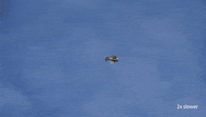 هذه الحمامة غريبة المنظر هي في الواقع طائرة مسيرة تحلق بريش حقيقي