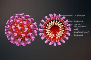 كيف يؤثر فيروس كورونا المستجدّ على الإنسان؟