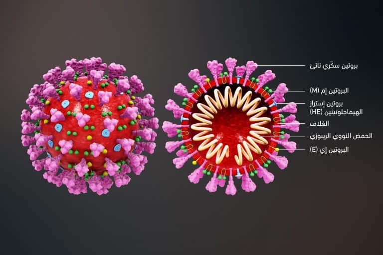 على اليسار: رسم توضيحي ثلاثي الأبعاد لفيروس كورونا المستجدّ (2019-nCoV). على اليمين: مقطع عرضي يوضّح المكوّنات الداخلية للفيروس.