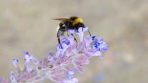 ازدياد عدد موجات الحرارة الشديدة يتسبب في قتل المزيد من النحل الطنّان