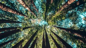 مبادرة تريليون شجرة: فكرة رائعة، ولكنها قد تُحدث اضطراباً خطيراً في المناخ