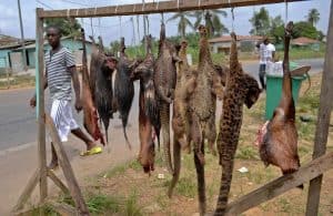 خوفاً من وباء جديد: نيجيريا مطالَبة بحظر أسواق الحيوانات البرية