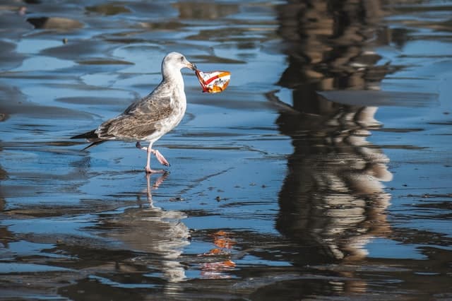 طائر يأكل قمامة من الماء الملوث