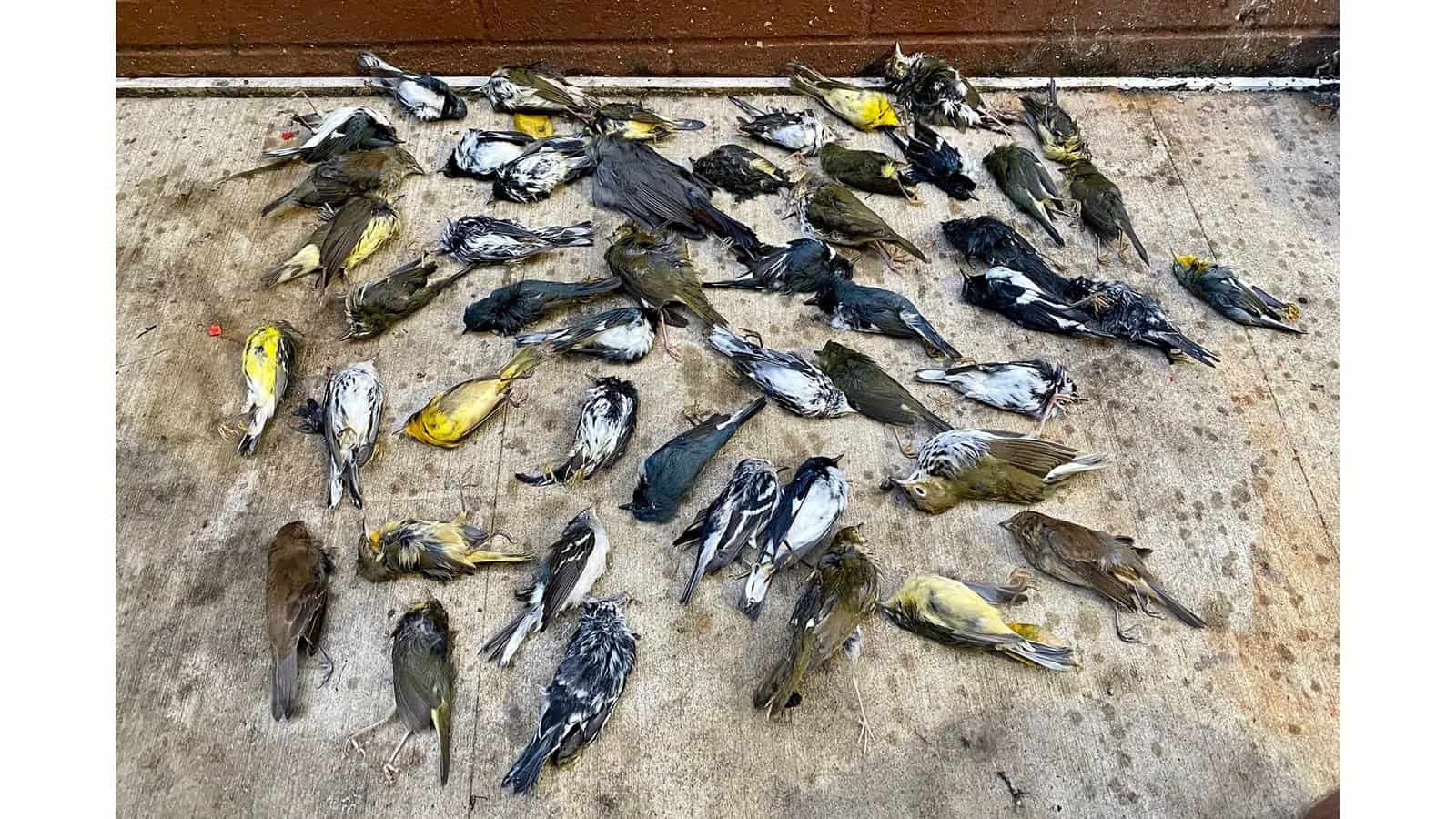 عينة من 400 طائر ميت في مدينة فيلادلفيا