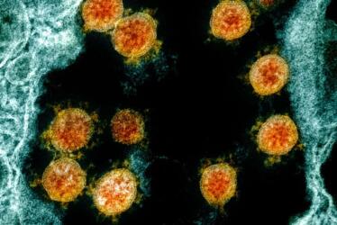 المناعة لفيروس كورونا تبقى لسنوات على الأرجح