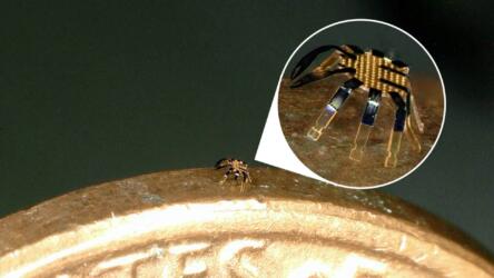 باحثون يطورون السلطعون الصغير: أصغر روبوت في العالم