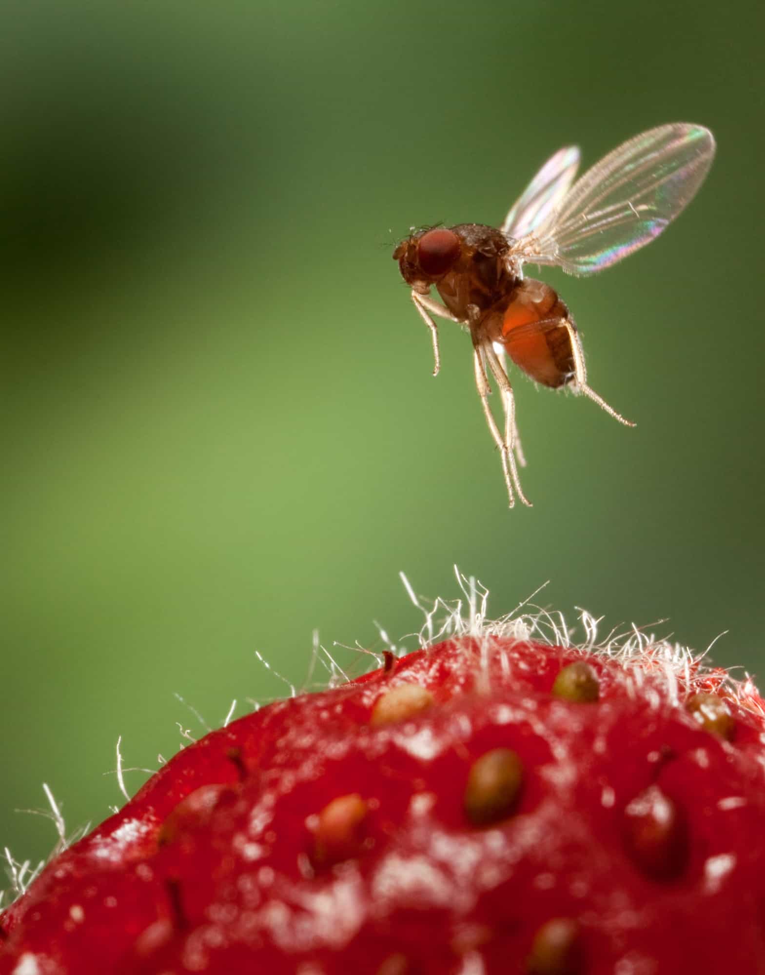 أنثى ذبابة الفاكهة مرقطة الجناح (المعروفة أيضاً باسم دروسوفيلا سوزوكي) تحلق فوق ثمرة فراولة.