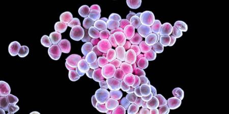 هل يمكن تعديل البكتيريا وراثياً لمقاومة السرطان؟