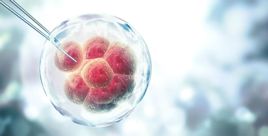 هل يمكن تشكيل الأجنة الحية من الخلايا الجذعية في المستقبل القريب؟