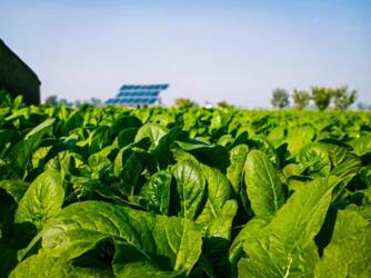 أهم تطبيقات الطاقة الشمسية في تحسين الإنتاج الزراعي وتوفير الطاقة