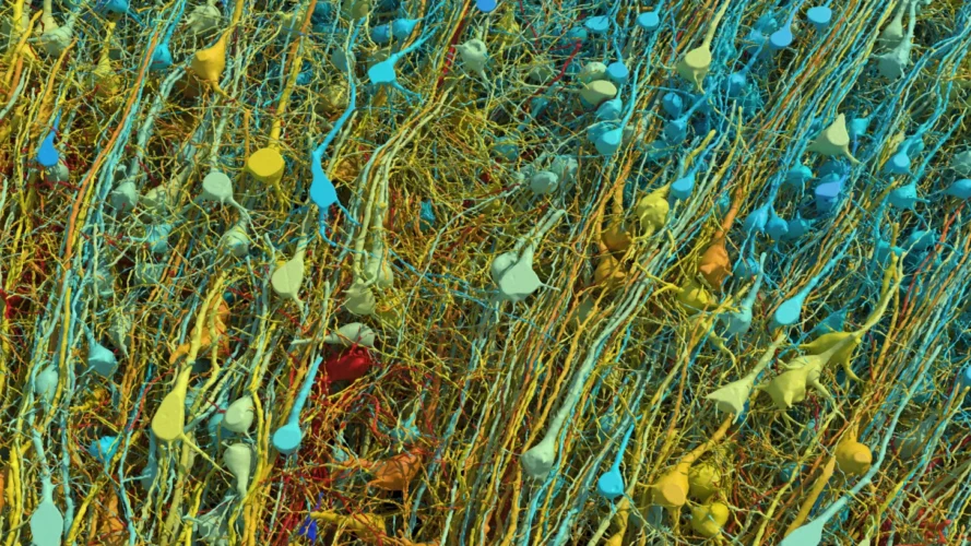 إلى أين وصل العلماء في جهودهم لرسم خريطة مفصلة للدماغ؟ وماذا نستفيد من ذلك؟