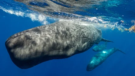 أداة جديدة تكشف أن اللغة التي تتواصل بها الحيتان أقرب مما نعتقد إلى لغتنا
